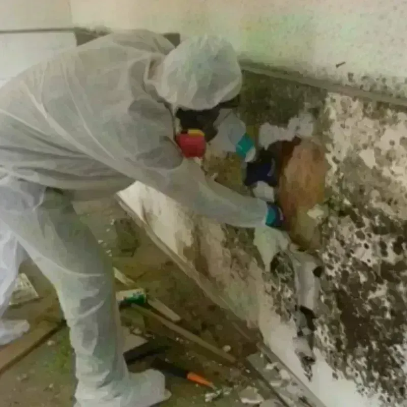 Mold Remediation and Removal in Canyon Lake, TX